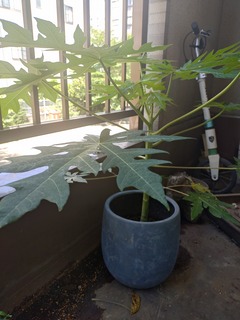 パパイヤぐんぐん成長中